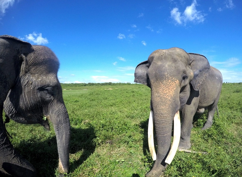 Destinasi road trip melihat gajah di Taman Way Kambas